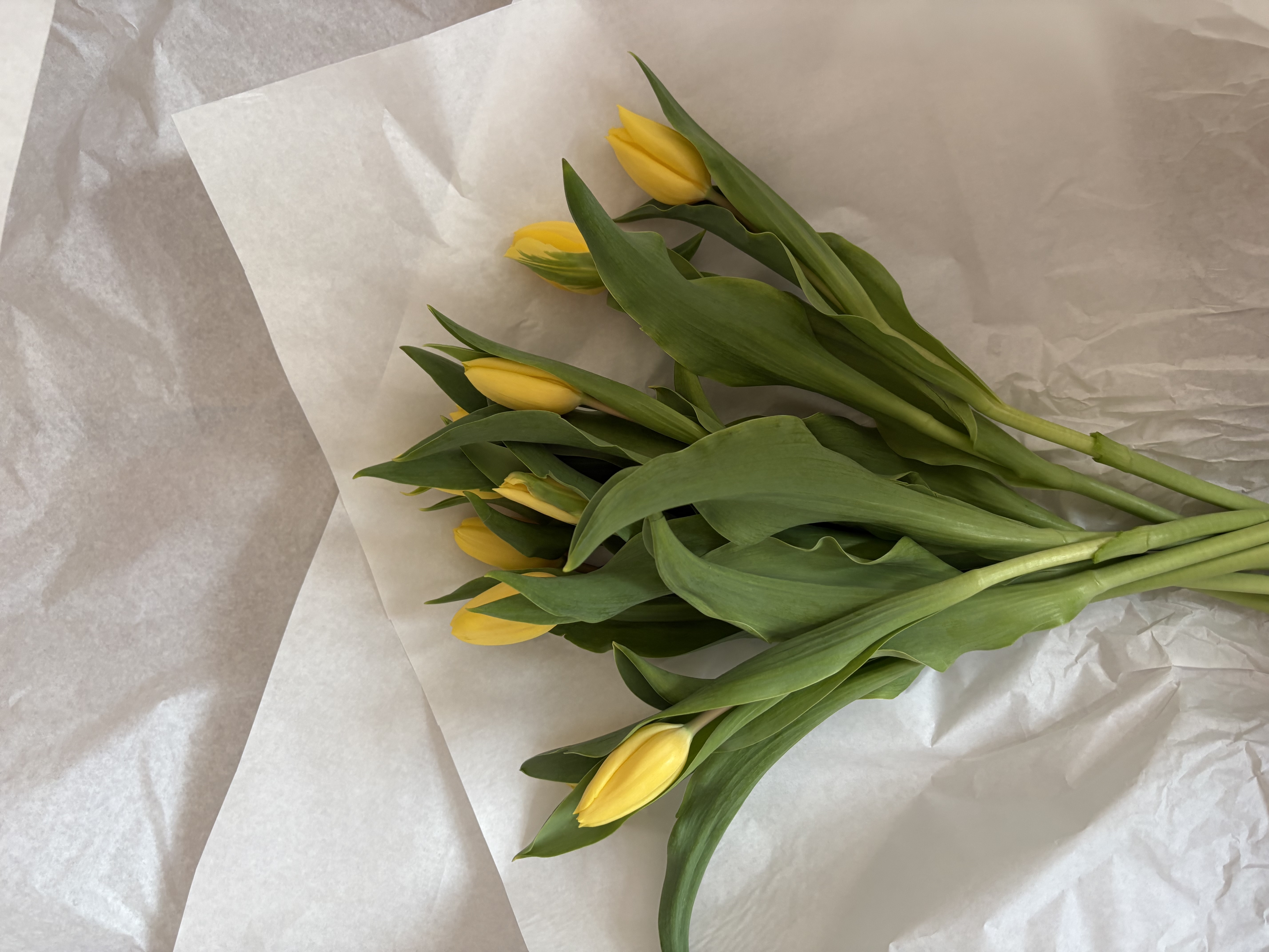 Tulipan żółty 1szt.