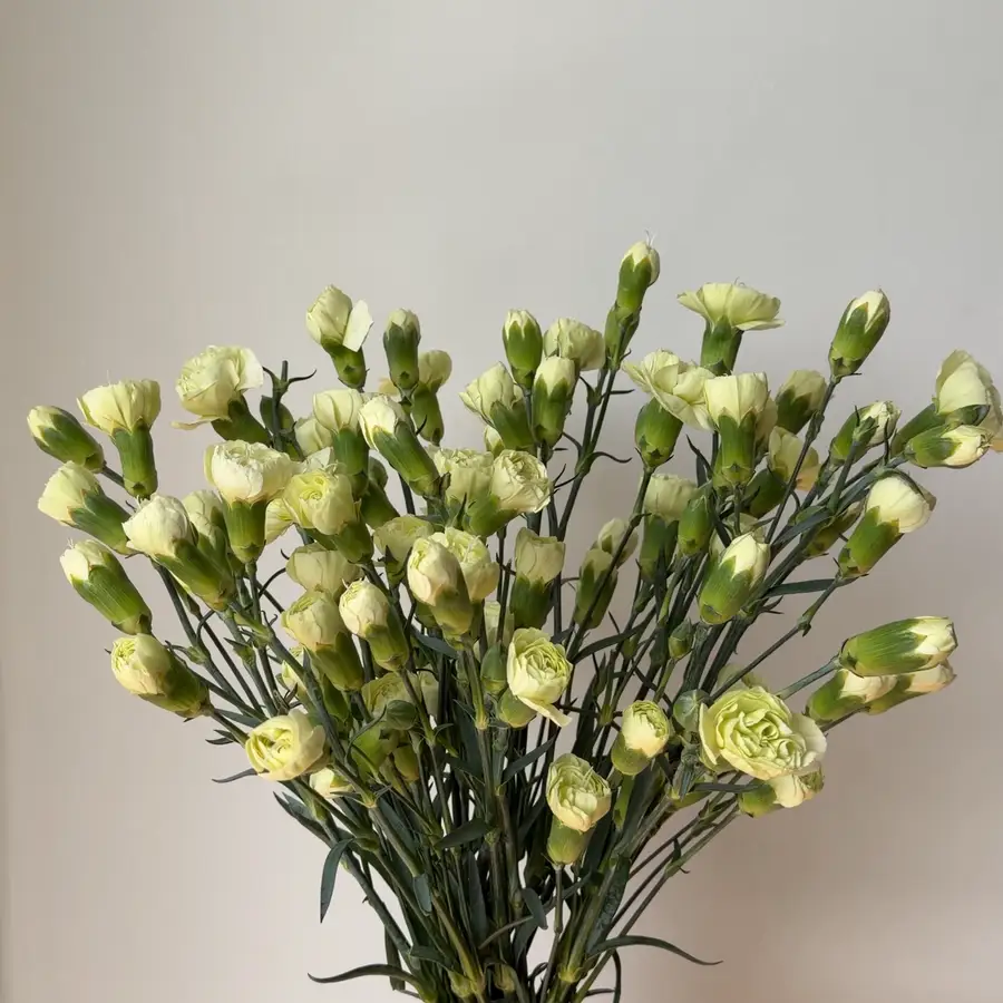 Goździk - pistacjowy 25 szt. — gigi flowers Poznań