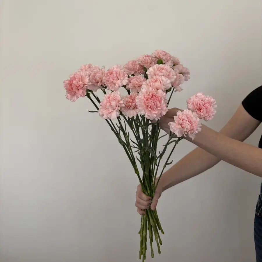 Goździk - różowy 25 szt. — gigi flowers Poznań