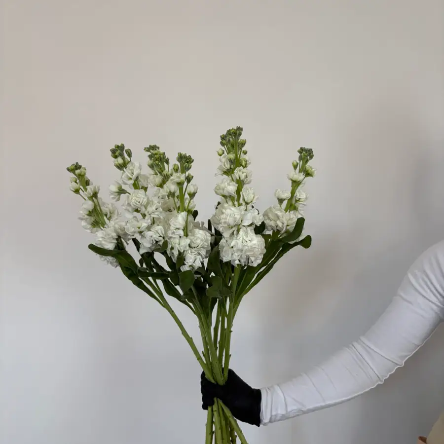 Eustoma - biała 10 szt. — gigi flowers Poznań
