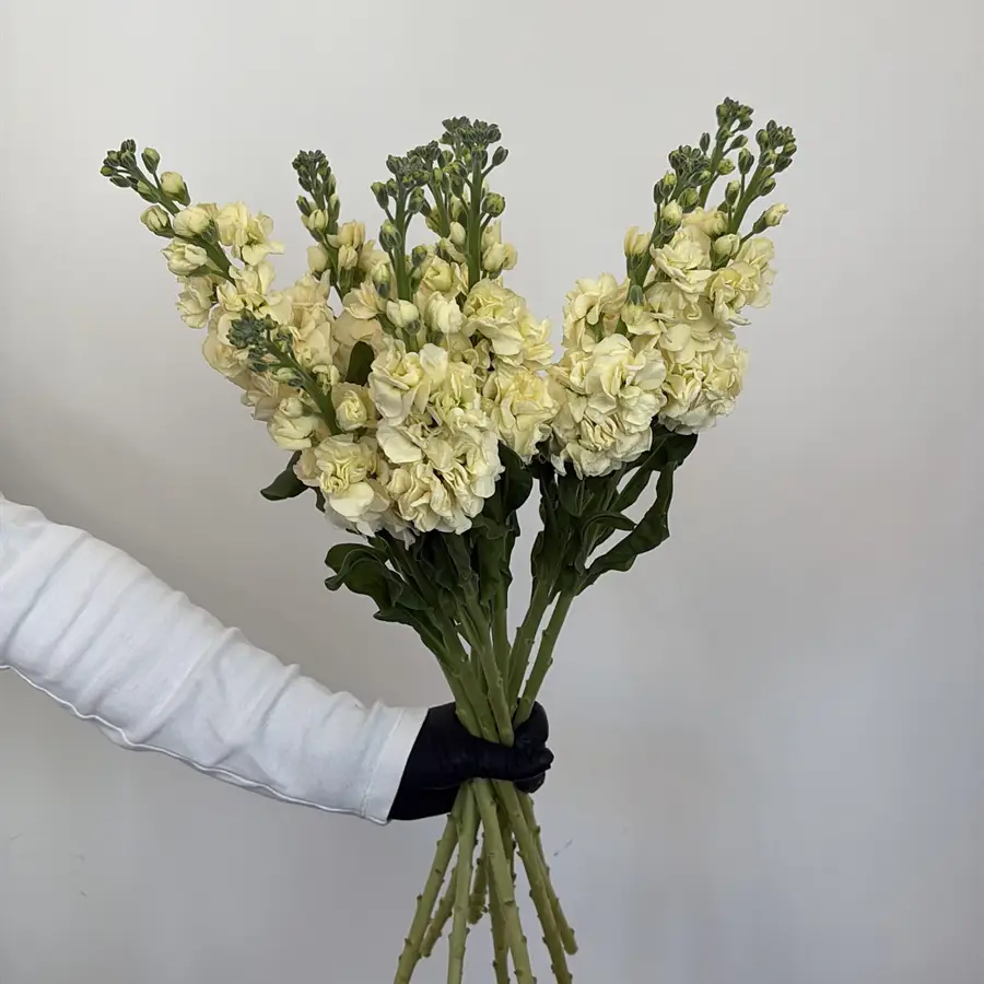 Lewkonia - żółta 10 szt. — gigi flowers Poznań