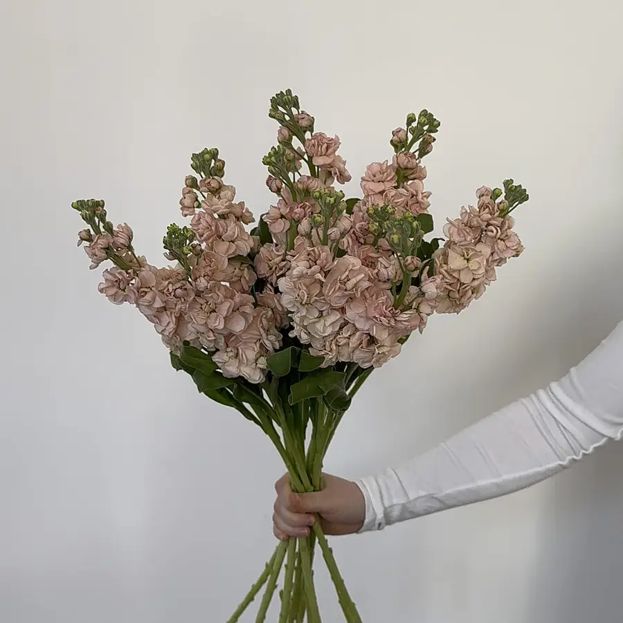 Lewkonia - beżowa 10 szt. — gigi flowers Poznań