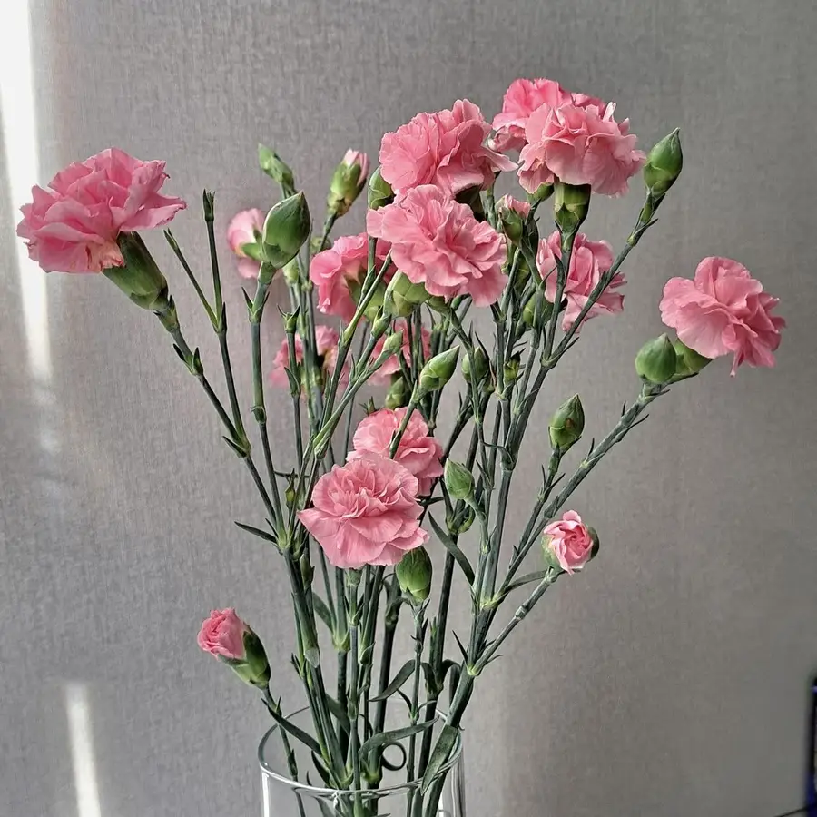 Goździk gałązkowy - różowy 25 szt. — gigi flowers Poznań