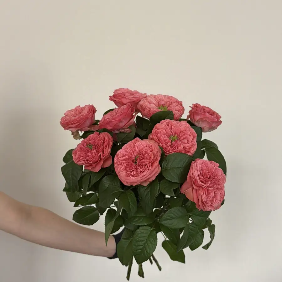 Róża piwoniowa 10 szt. — gigi flowers Poznań