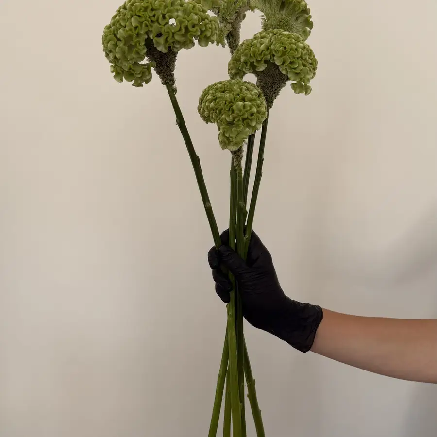 Celozja - 5 szt. — gigi flowers Poznań