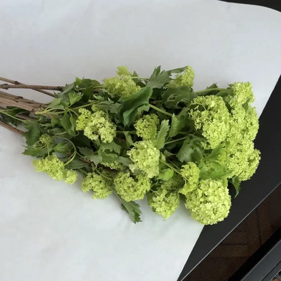 Kalina 10 szt. — gigi flowers Poznań