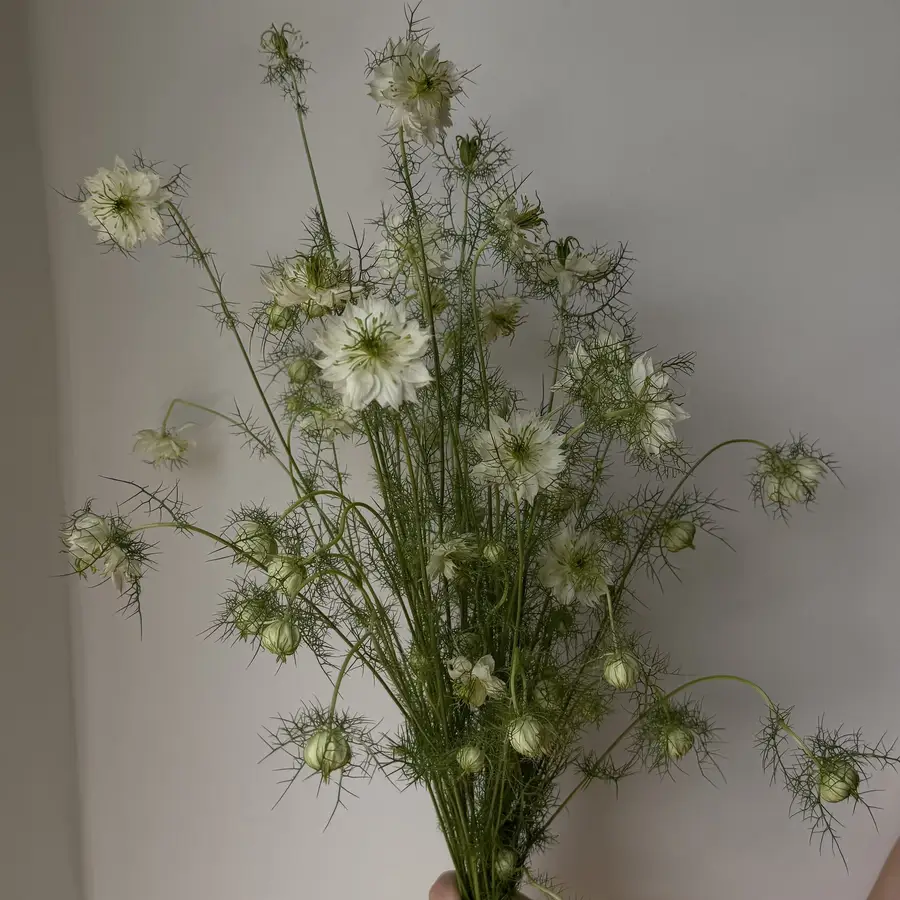 Nigella 10 szt. — gigi flowers Poznań