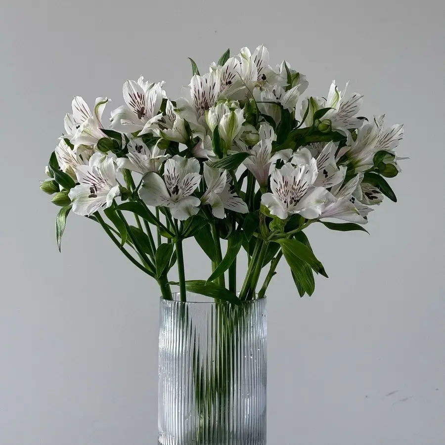 Alstremeria 10 szt. — gigi flowers Poznań