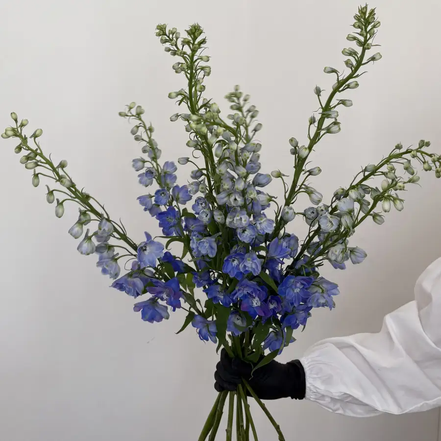Ostróżka (delfinium) - niebieska 10 szt. — gigi flowers Poznań