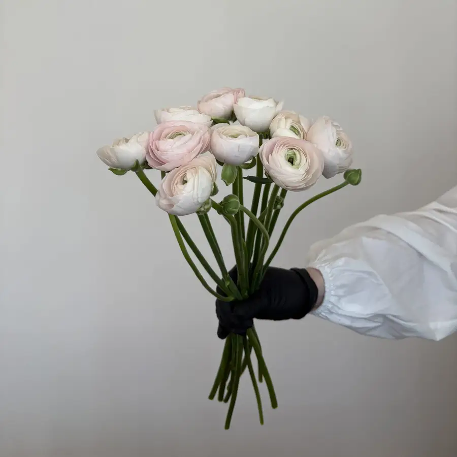 Ranunculus - różowe 10 szt. — gigi flowers Poznań
