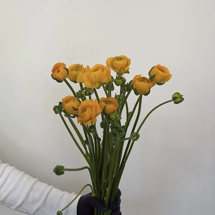 Ranunculus - pomarańczowy 10 szt. — gigi flowers Poznań