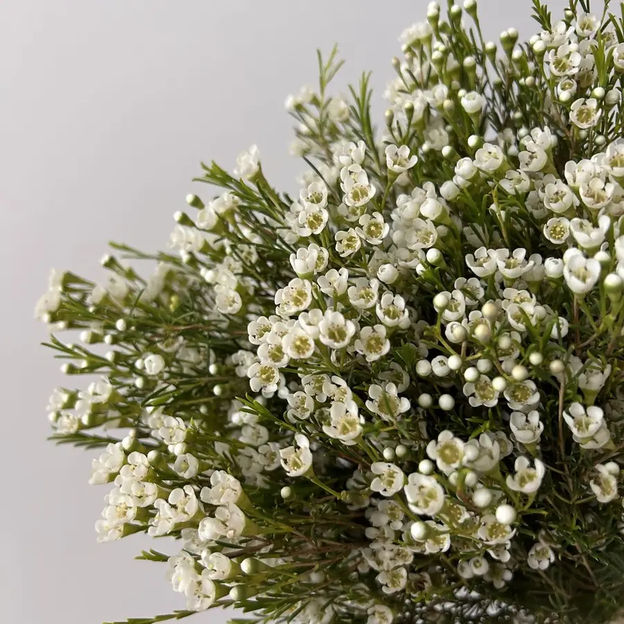 Wax flower - biały 25 szt. — gigi flowers Poznań
