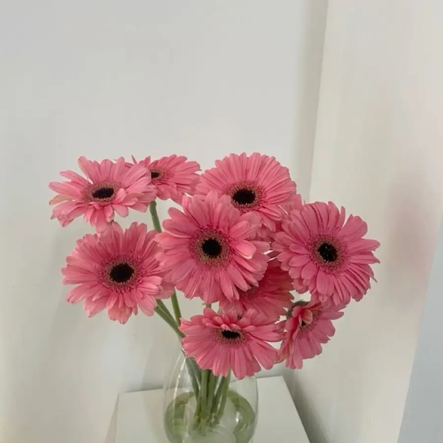 Gerbery - różowe 20 szt. — gigi flowers Poznań