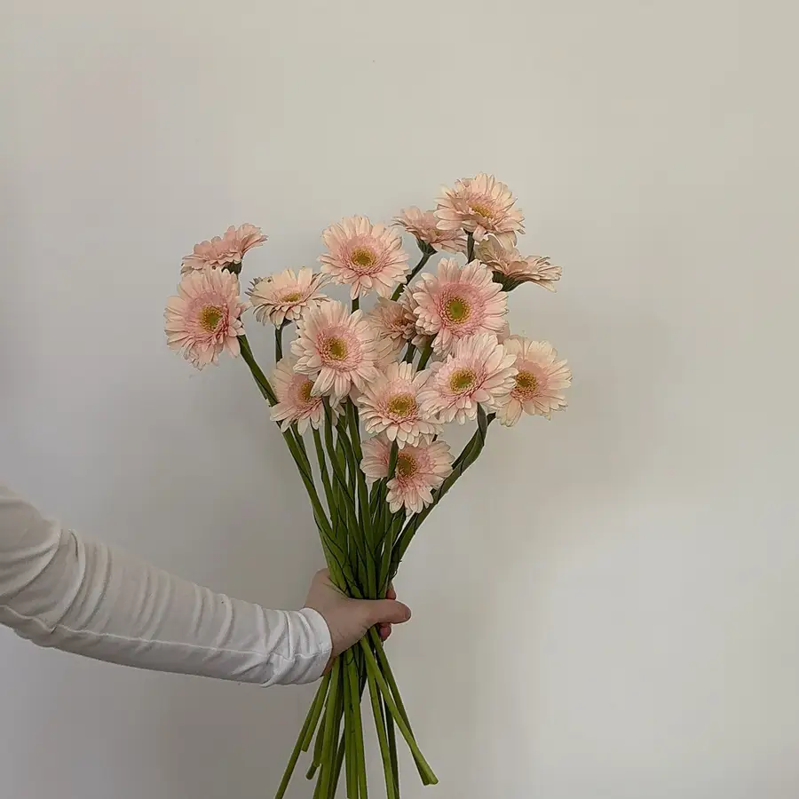 Gerbery - beżowe 20 szt. — gigi flowers Poznań