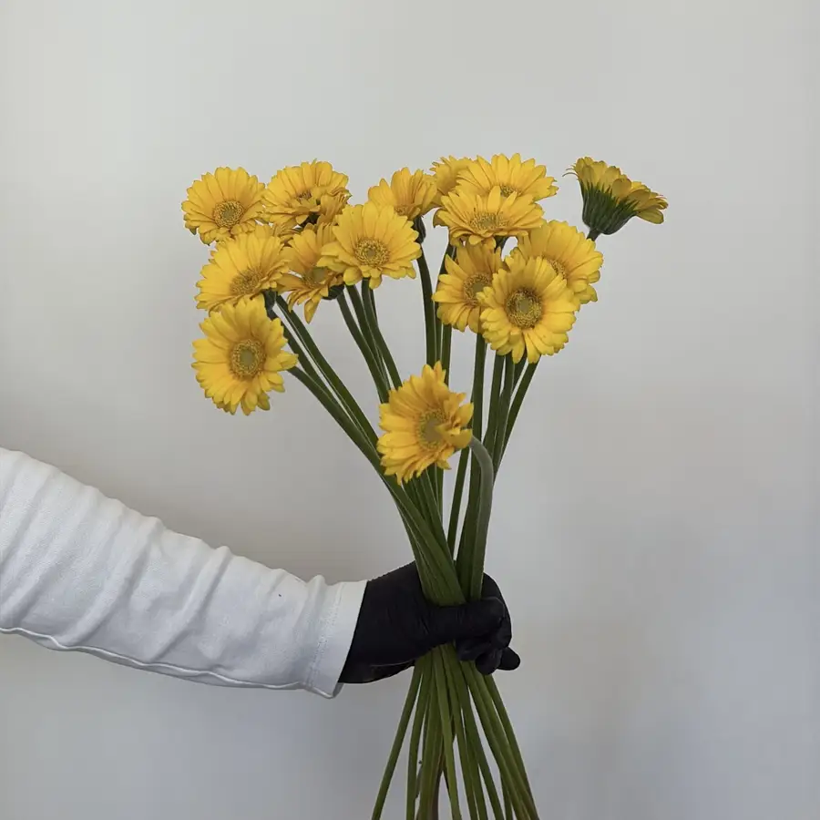 Gerbery - żółte 20 szt. — gigi flowers Poznań