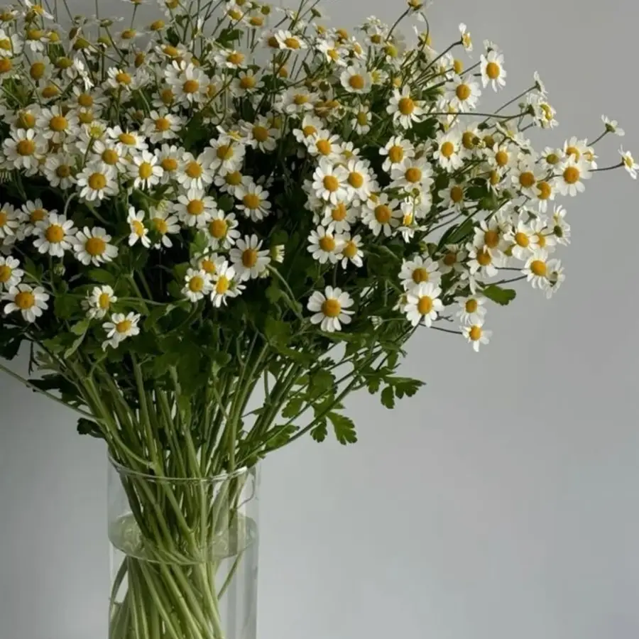 Rumianek - biały 25 szt. — gigi flowers Poznań